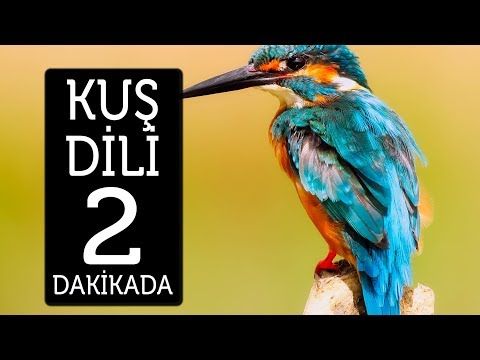 kuş dili nedir nasıl konuşulur