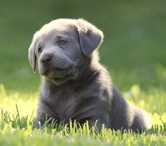 lab silver puppies