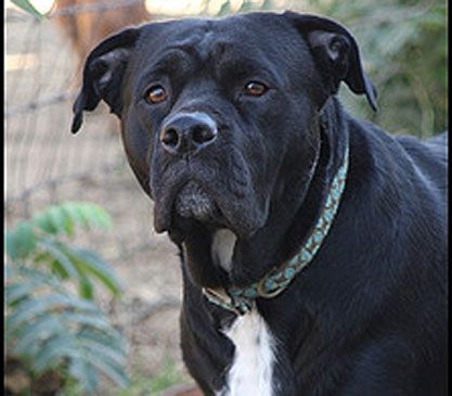 labrador bulldog mix