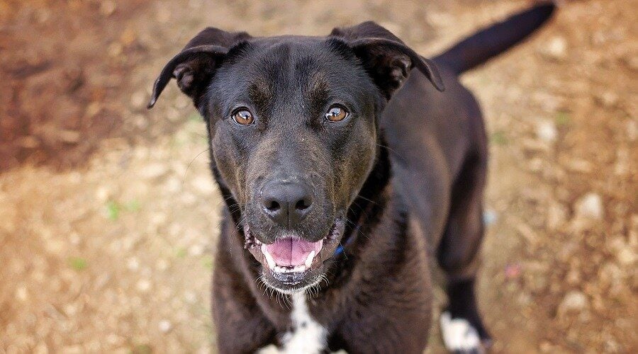 labrador retriever german shepherd dog mix