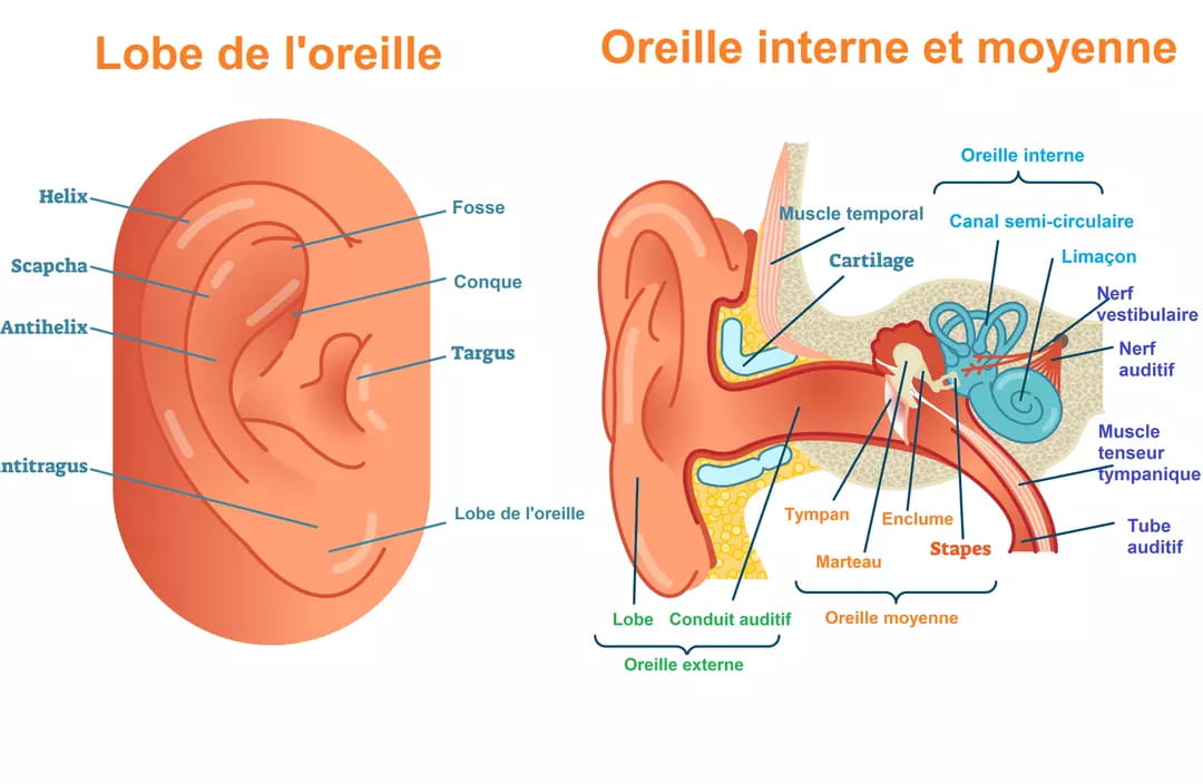 le canal auditif