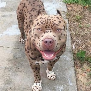 leopard bully price