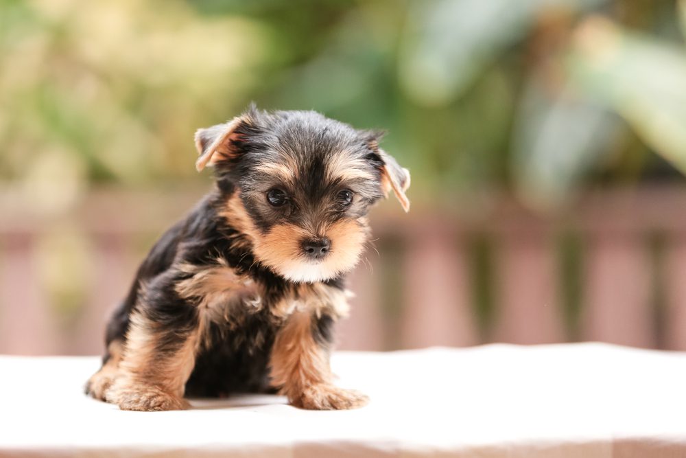 life span of teacup yorkie