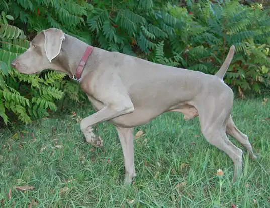 lifespan of weimaraner dog