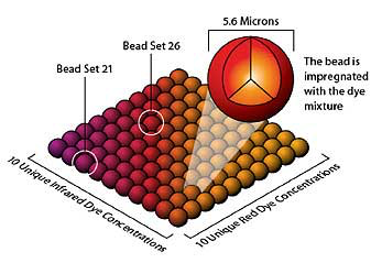 luminex assay