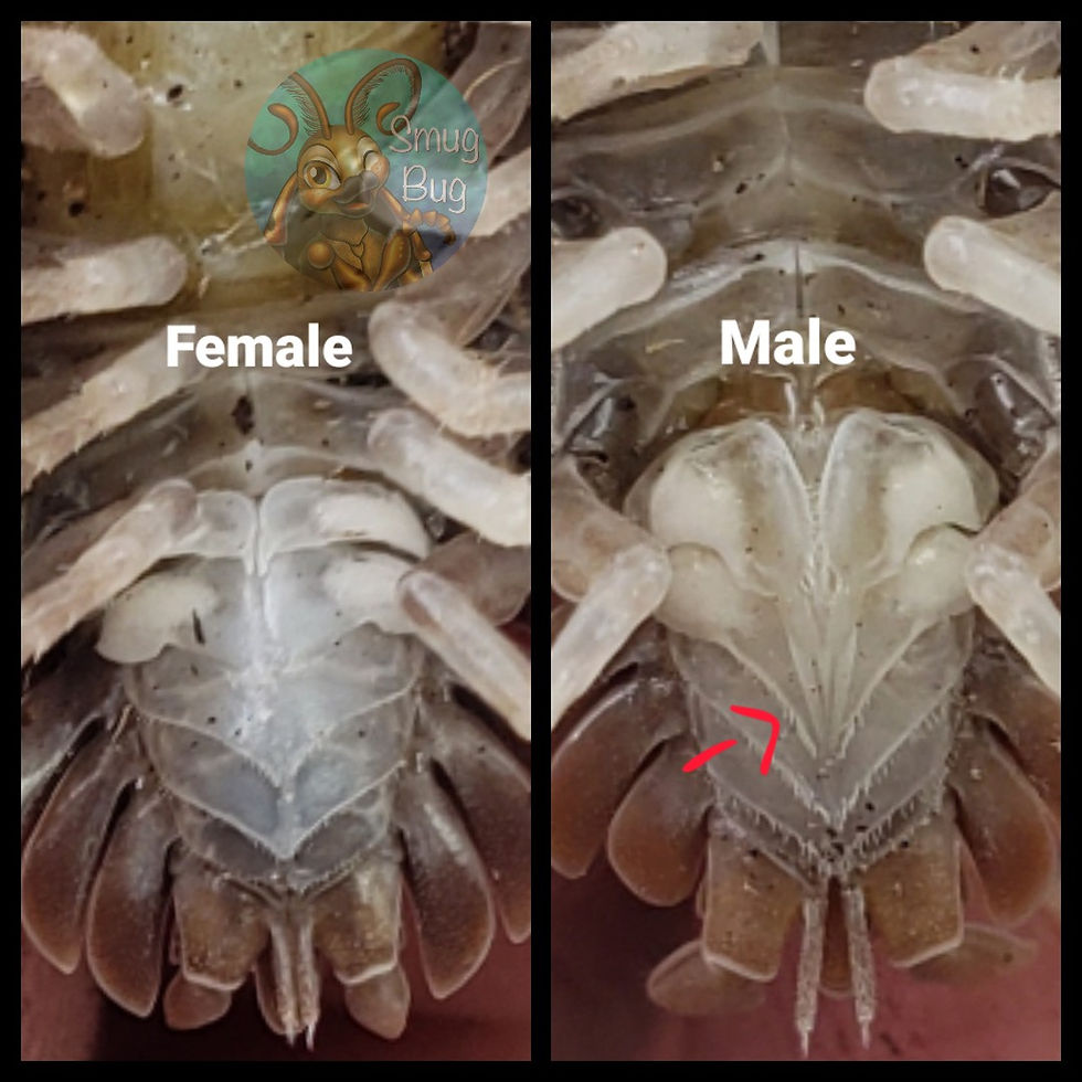 male vs female isopods