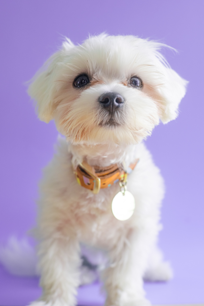 maltese breeders in florida