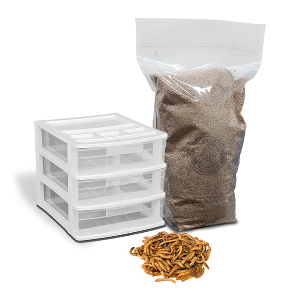 mealworm breeding kit