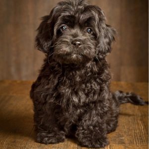 mini cockapoo for sale