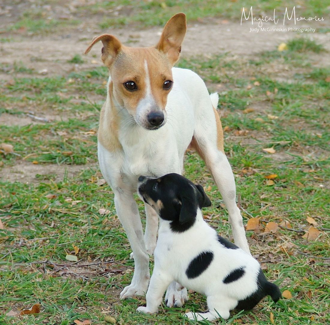 mini fox terrier for sale brisbane