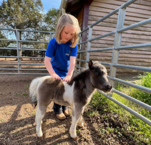 minicher ponies for sale