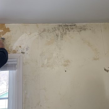 mold remediation near me reviews