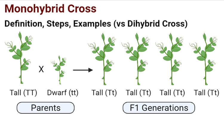 monohybrid cross definition class 10