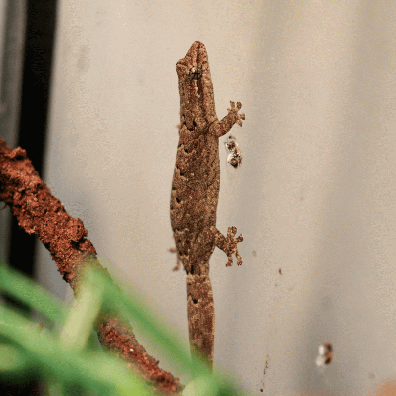 mourning gecko for sale uk