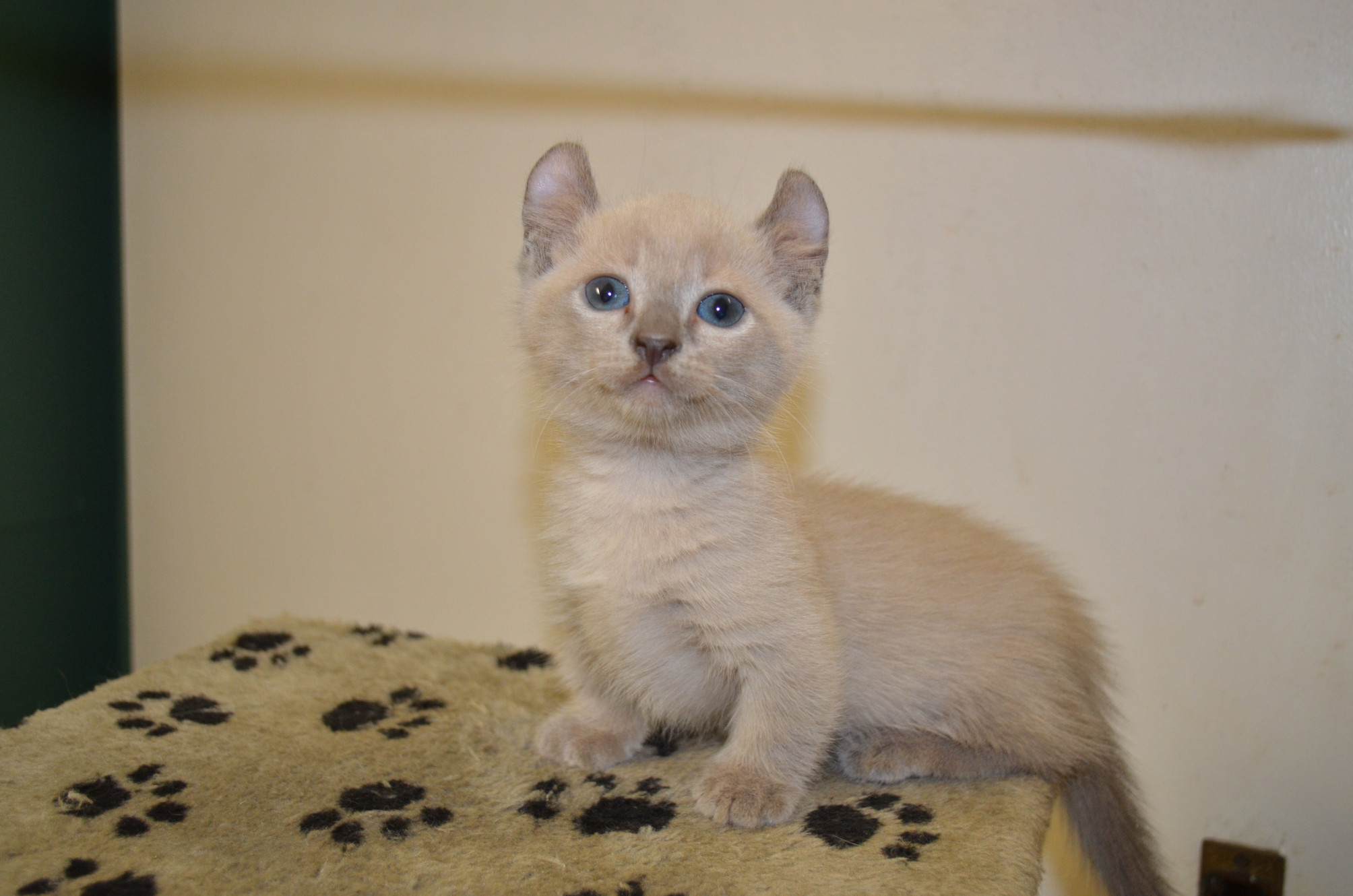 munchkin kittens australia