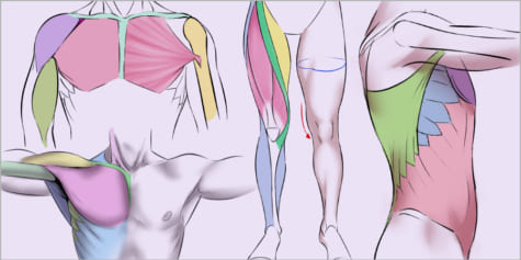 muscle anatomy reference