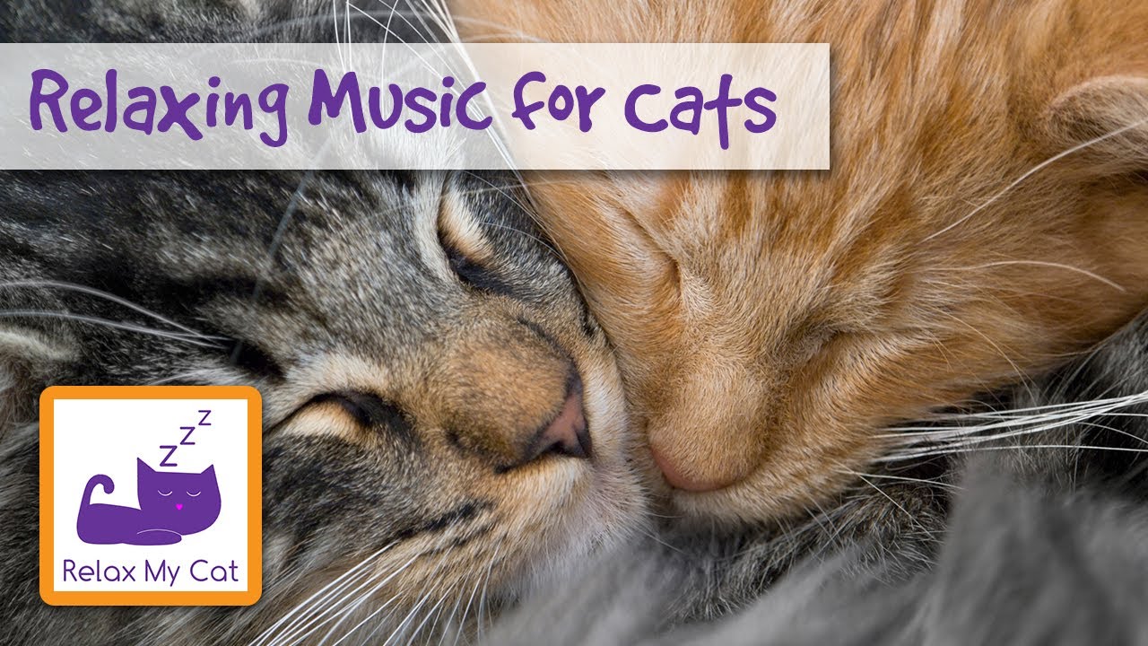 music that relaxes cats