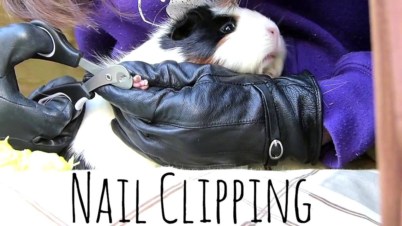 nail clippers for guinea pigs