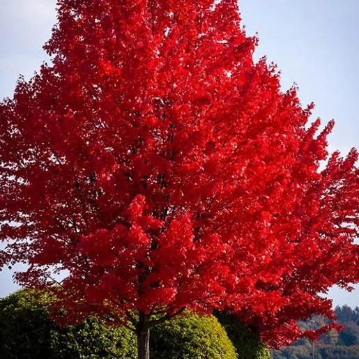 october glory red maple for sale