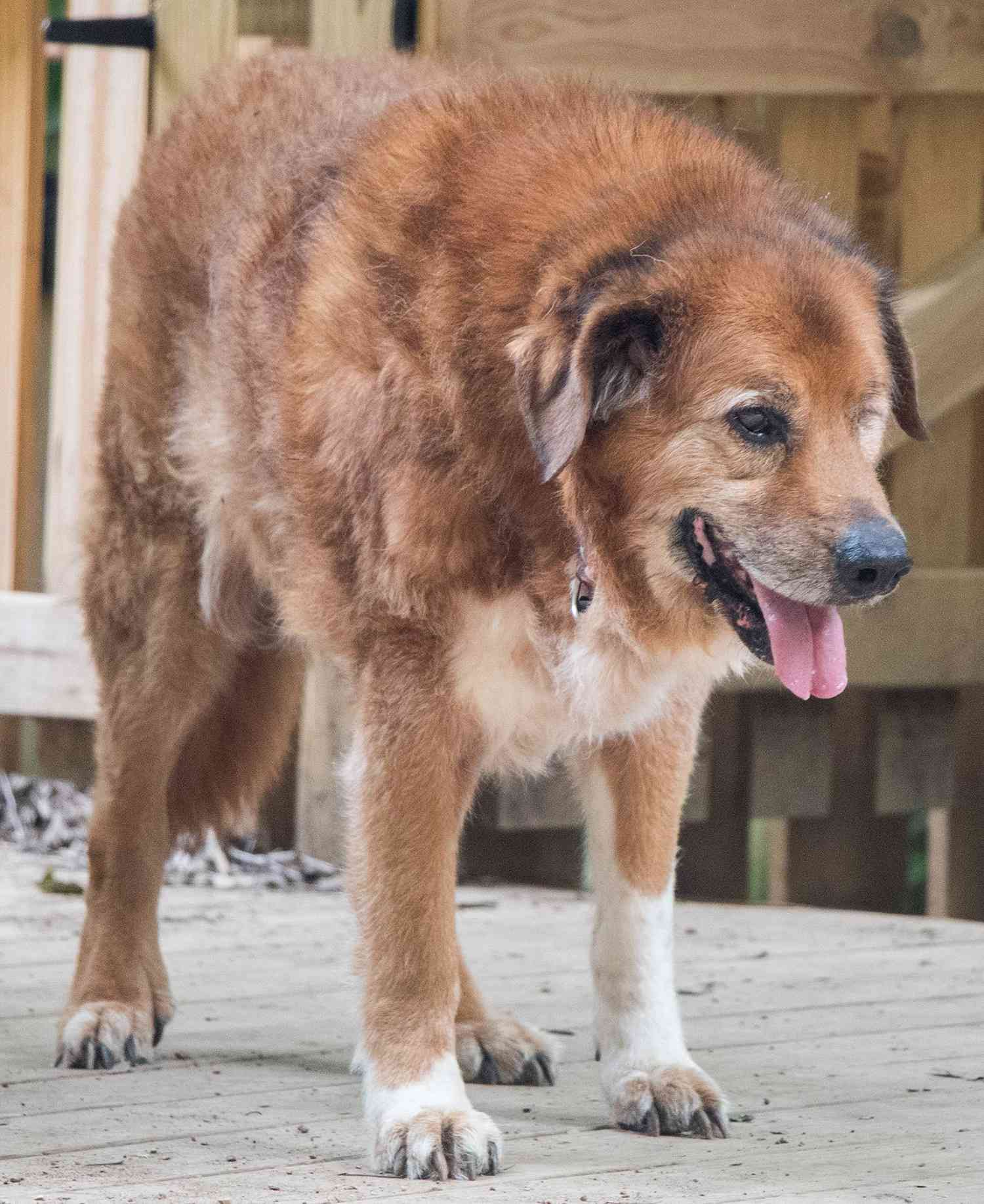 old friends senior dog sanctuary facebook