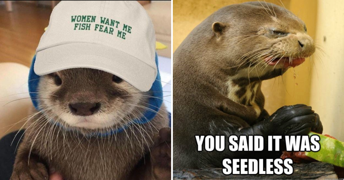 otter memes