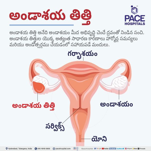 ovum meaning in telugu