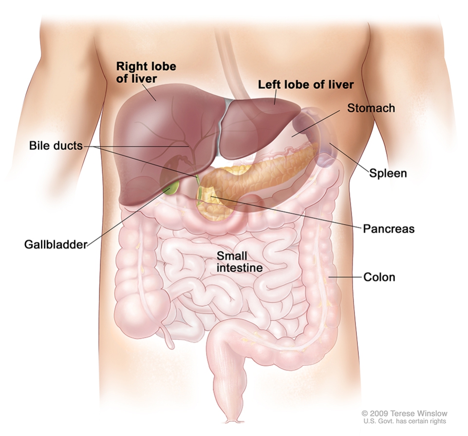 pain in right side of abdomen under ribs