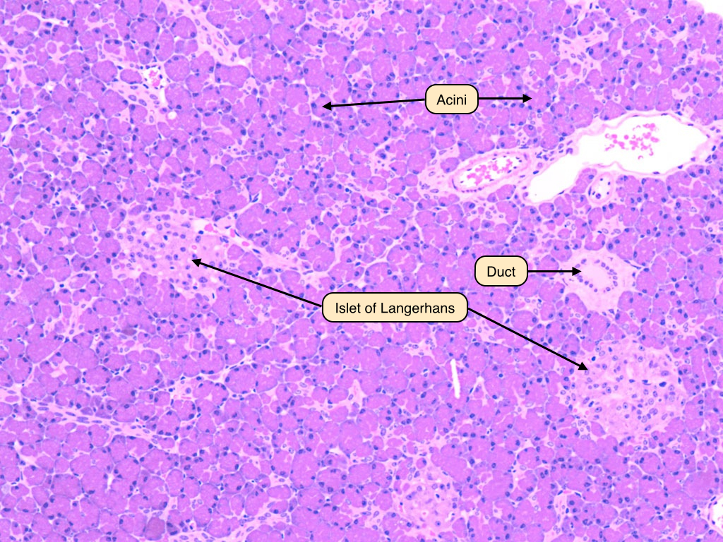 pancreatic acini