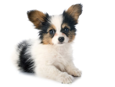 papillon puppies