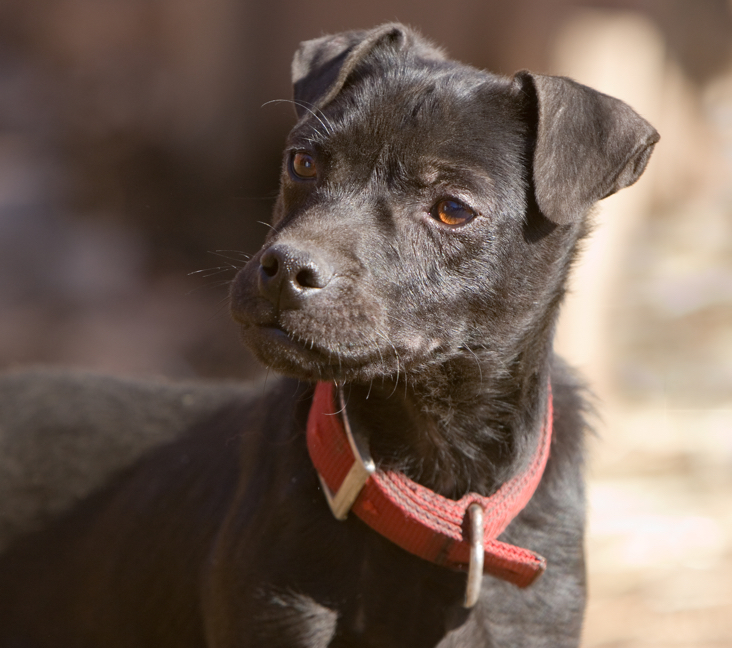 patterdale dogs for sale