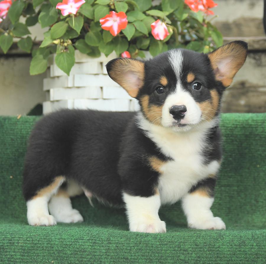 pembroke welsh corgi puppies for sale