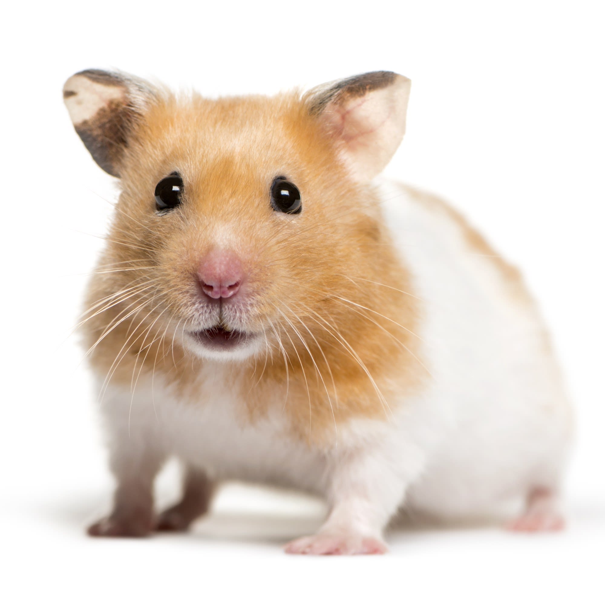 petco hamster