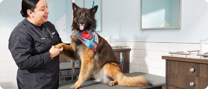 petsmart grooming brampton