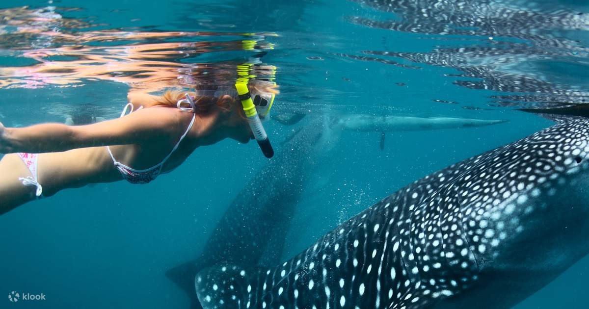 philippines whale shark oslob