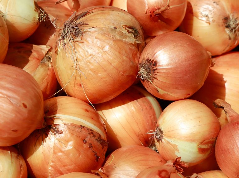 photos of onions