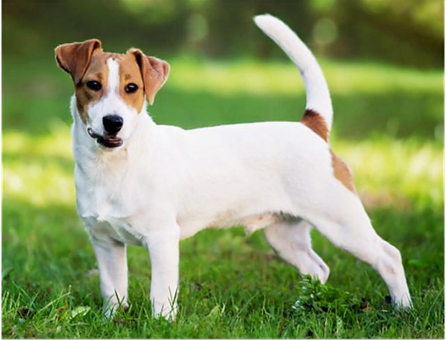 pic of jack russell