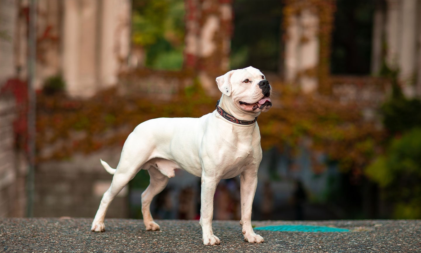 pictures of american bulldogs