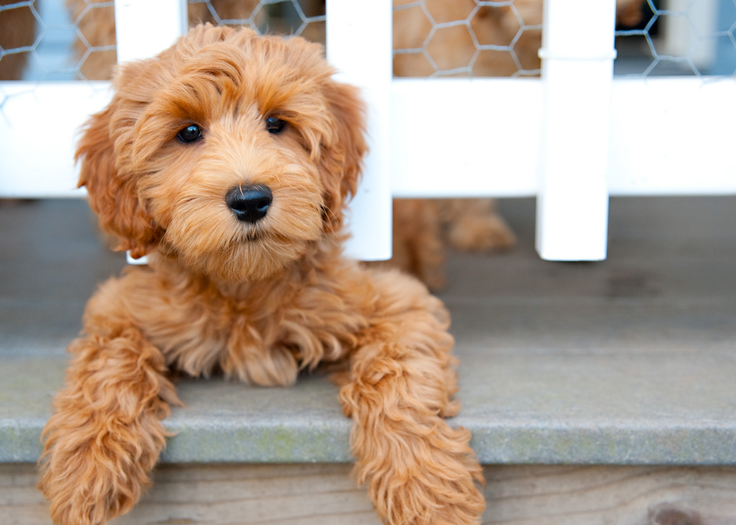 pictures of labradoodles