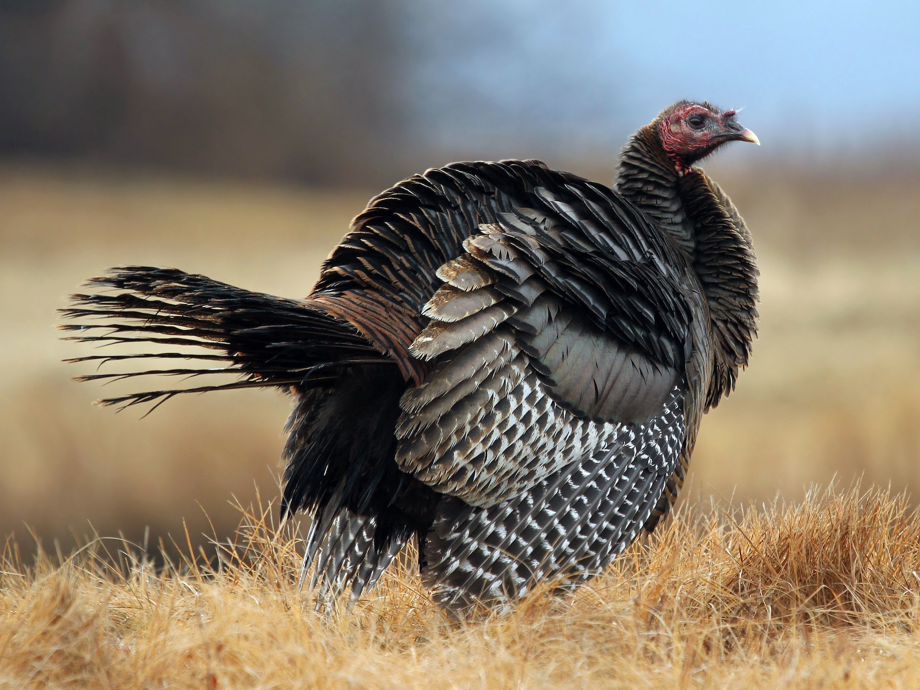 pictures of turkey bird