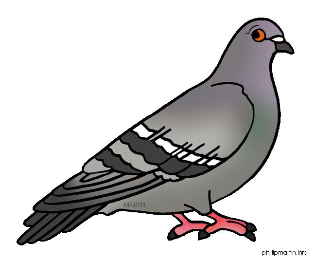 pigeon clipart