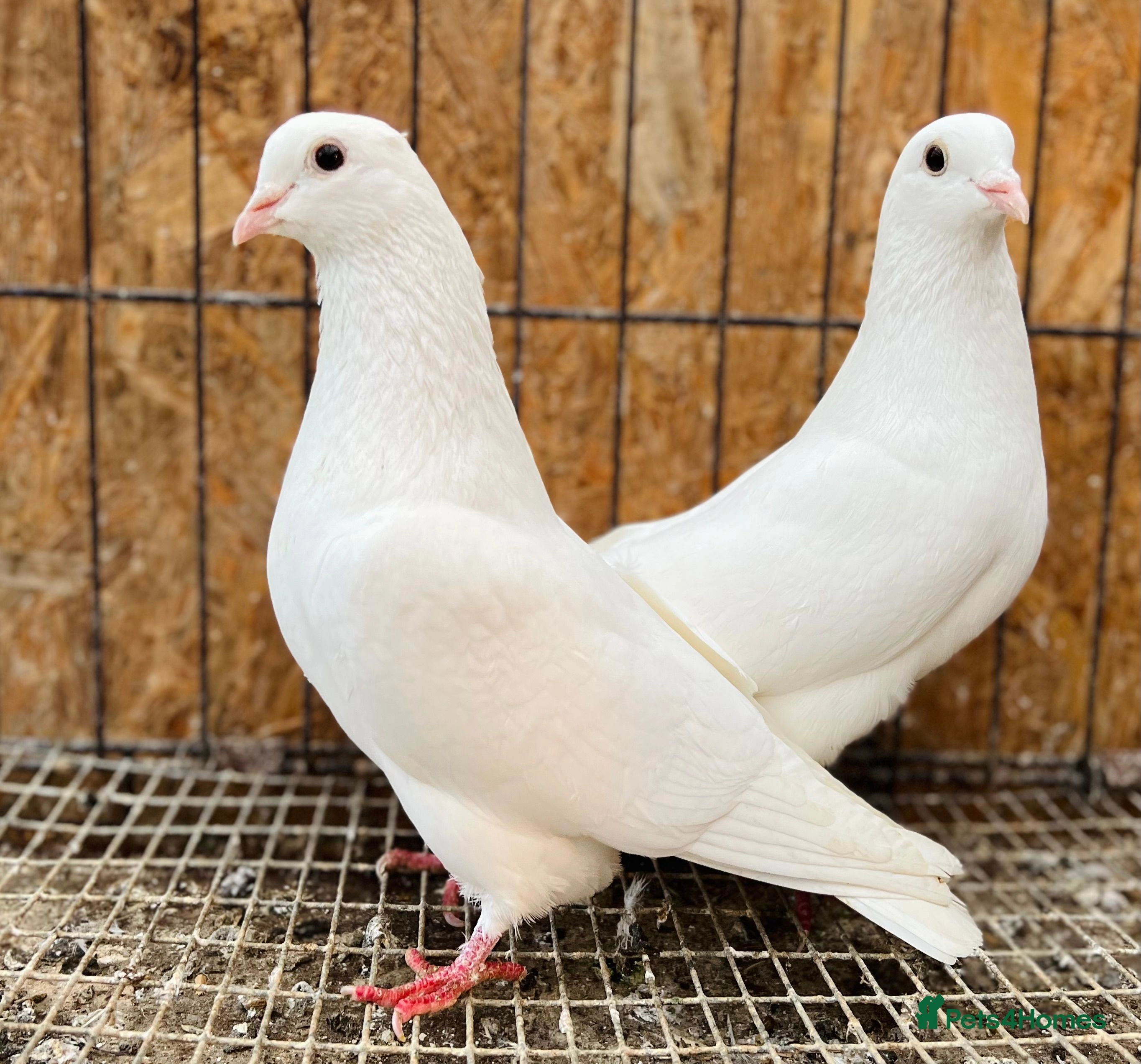 pigeons for sale sheffield