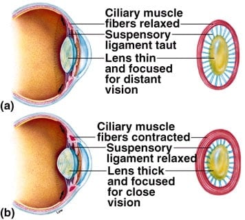 pinhole glasses side effects