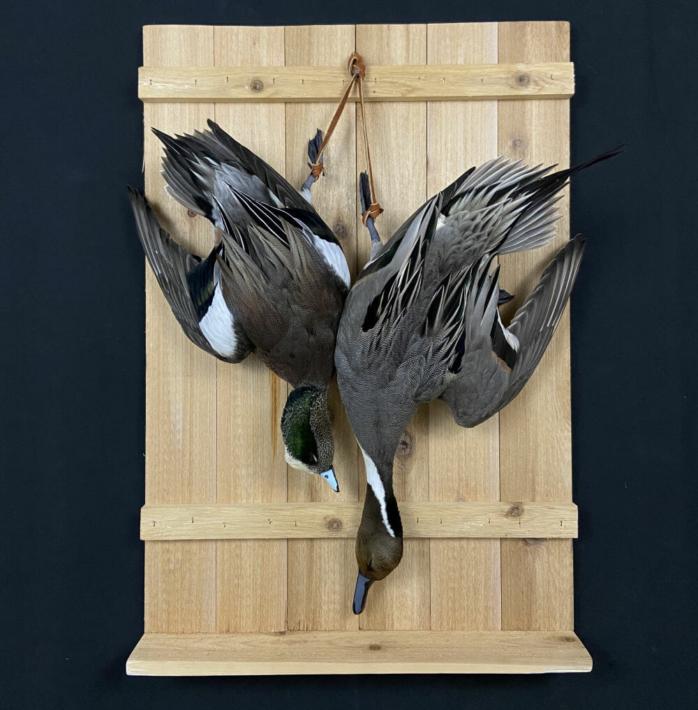 pintail dead mount