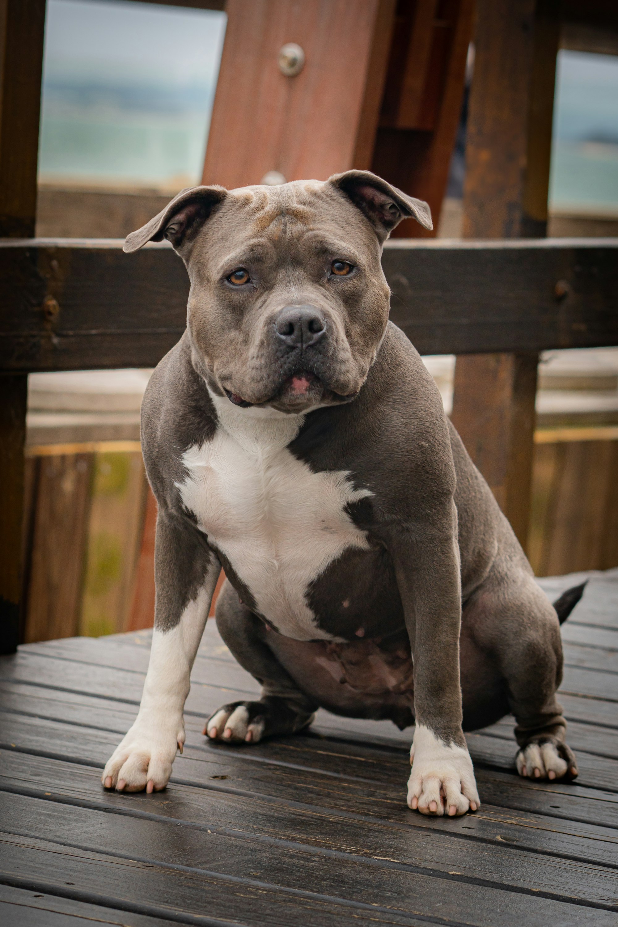 pitbull dog lifespan