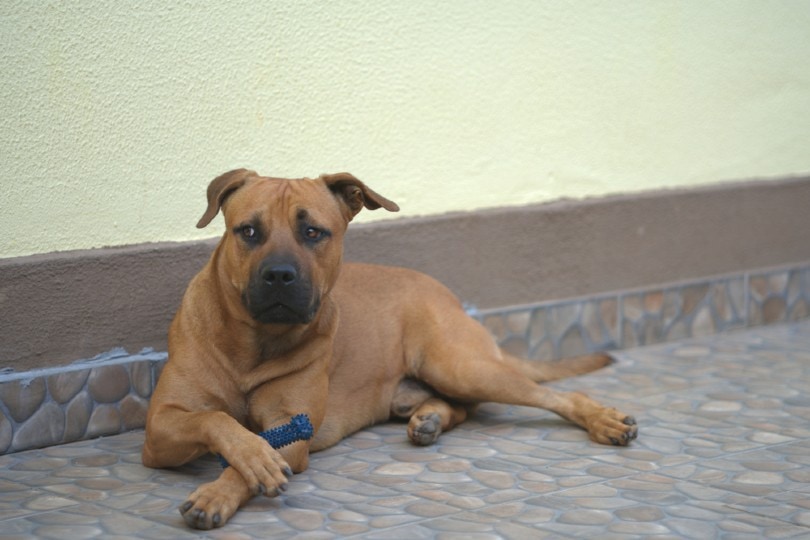 pitbull german shepherd mix dog