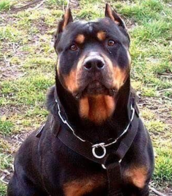 pitbull rottweiler mix breed