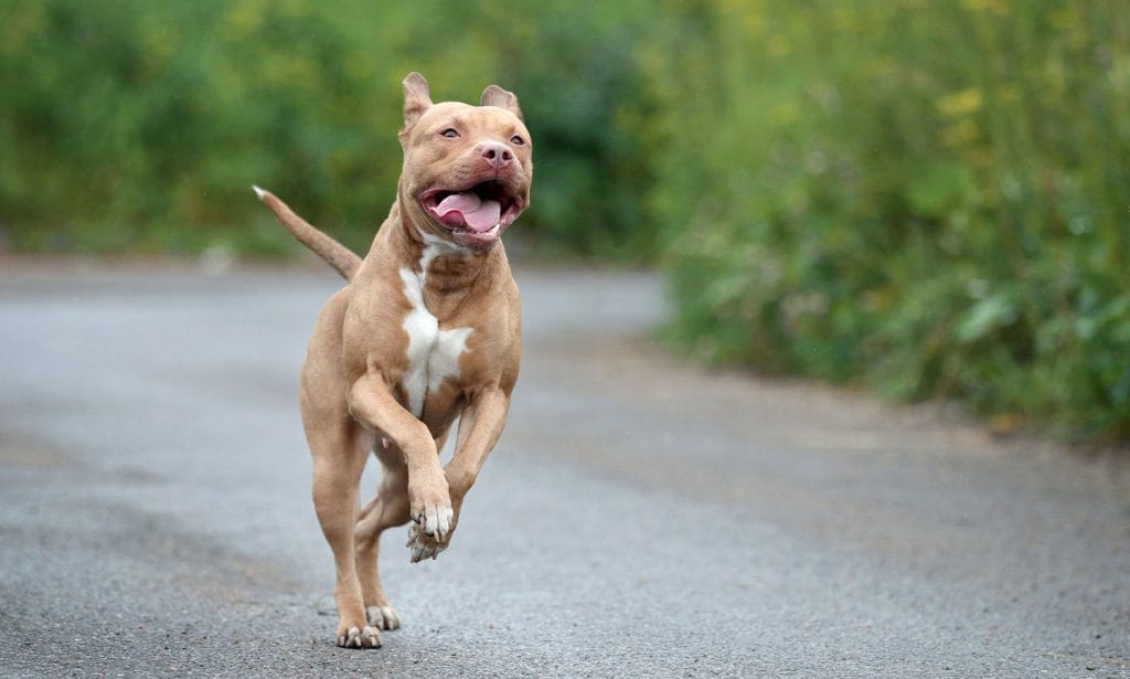 pitbull terrier mix full grown