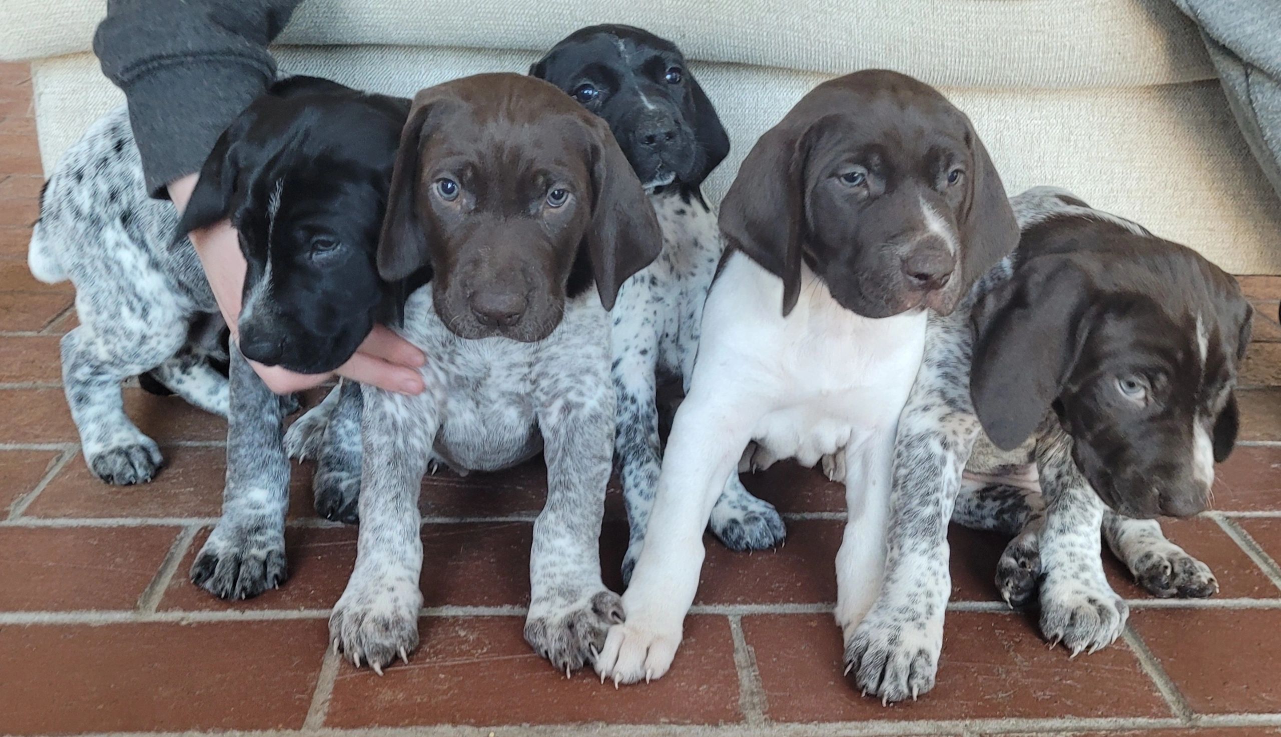 pointer puppies