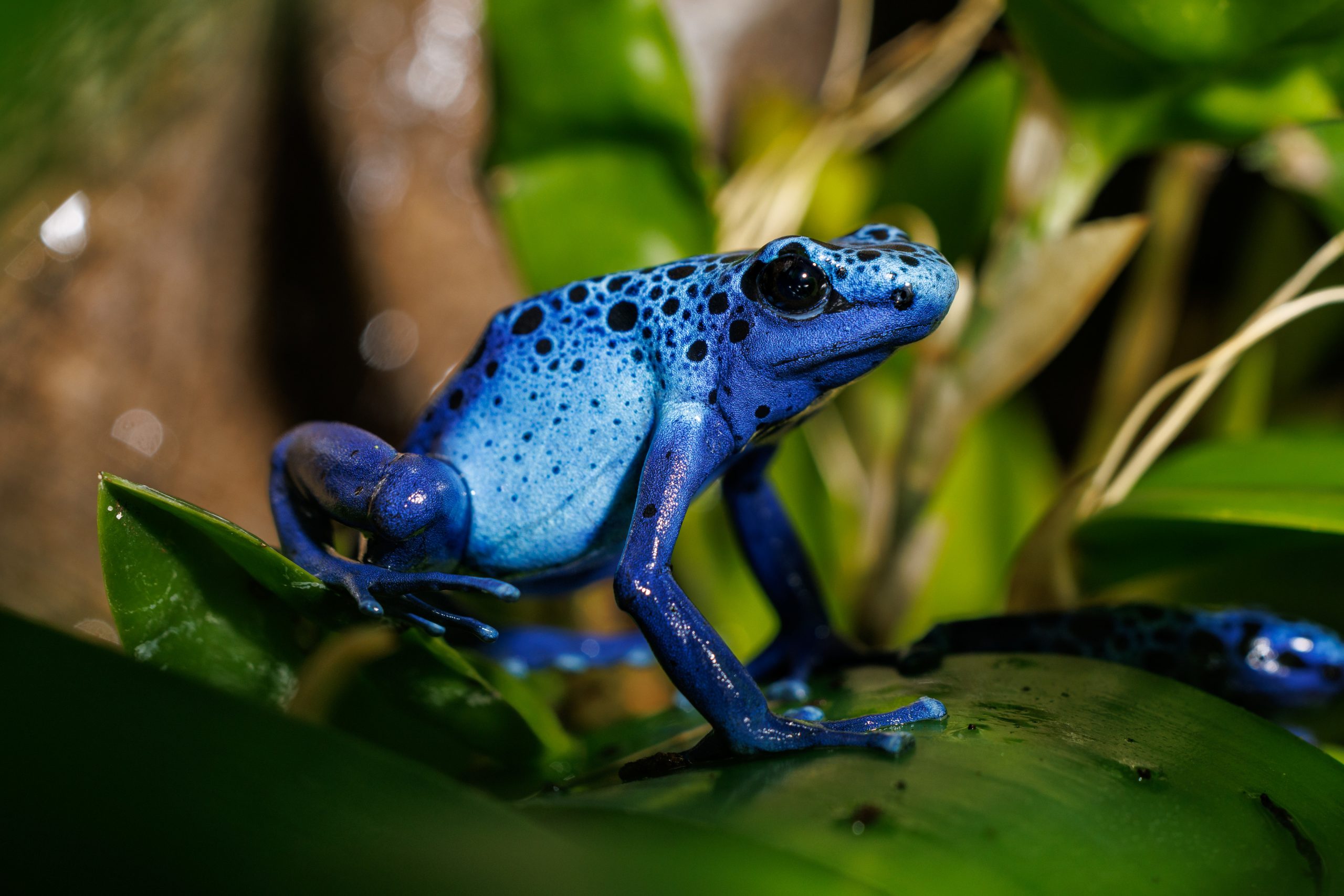 poison frog images