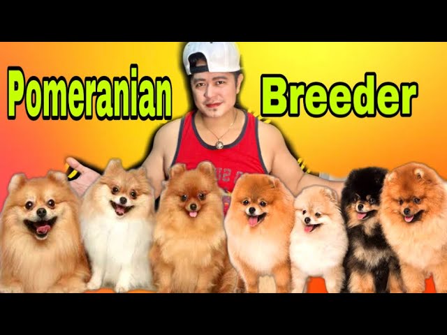 pomeranian dog philippines